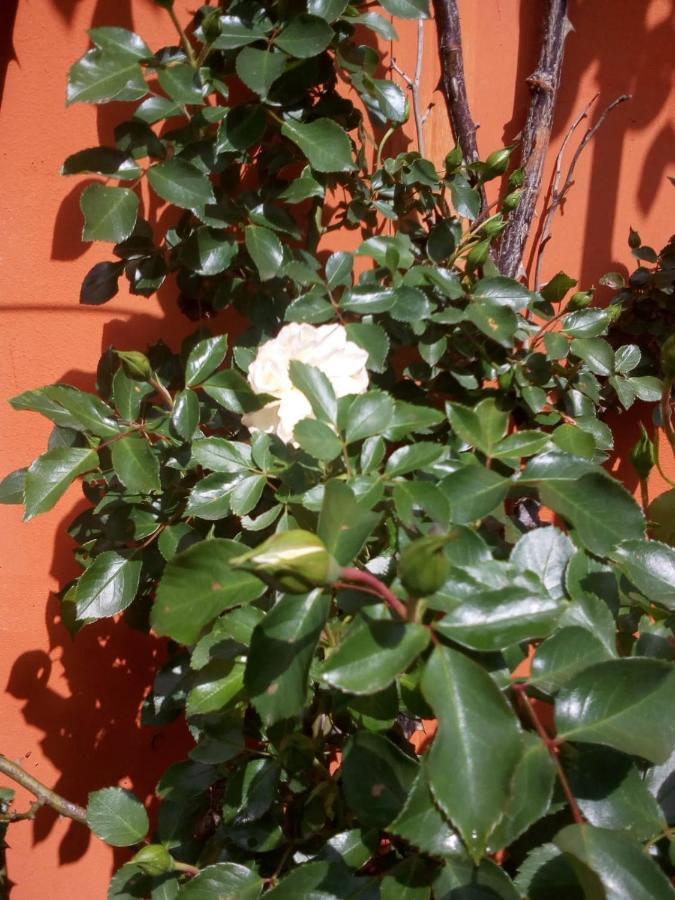 B&B Antica Corte Lombarda Мортара Екстериор снимка
